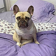 Justice is registered to the contest to win money with this photo: dog, french_bulldog, bed, bedding, pillow, purple, indoor, pet, canine, fur, ears, animal, cute, resting, domestic_animal, looking, front_view, portrait, household, companion