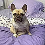dog, french_bulldog, bed, bedding, pillow, purple, indoor, pet, canine, fur, ears, animal, cute, resting, domestic_animal, looking, front_view, portrait, household, companion