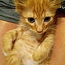 Nugget joined the competition — help win amazing prizes! animal, cat, close_up, cute, domestic_animal, ears, eyes, fluffy, fur, hand, holding, indoor, kitten, lying_down, orange_cat, paw, person, pet, relaxed, whiskers