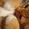 Nugget joined the competition — help win amazing prizes! animal, cat, close_up, cozy, curled_up, cute, domestic_cat, eye, feline, fur, indoor, mammal, nose, orange_tabby, paw, pet, resting, sleepy, soft_texture, whiskers