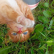 Nugget joined the competition — help win amazing prizes! kitten, cat, orange_fur, blue_eyes, grass, greenery, paw, outdoor, playful, close_up, pet, animal, nature, young_cat, sneaker, footwear, cute, fur, whiskers, nose