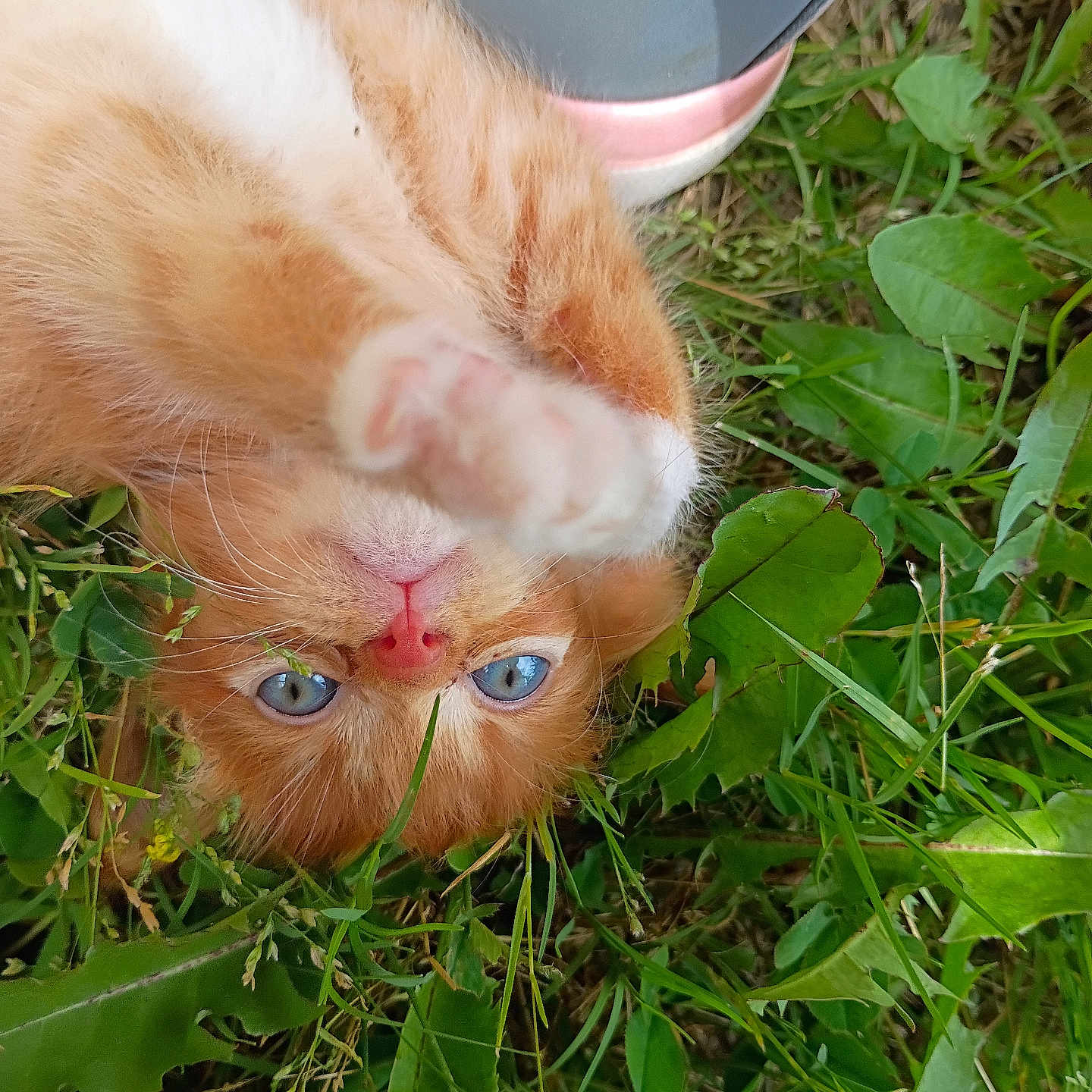 Nugget joined the competition — help win amazing prizes! kitten, cat, orange_fur, blue_eyes, grass, greenery, paw, outdoor, playful, close_up, pet, animal, nature, young_cat, sneaker, footwear, cute, fur, whiskers, nose