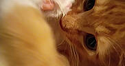 Nugget is registered to the contest to win money with this photo: animal, cat, close, close_up, curious_eyes, cute, domestic_cat, face, feline, fur, indoor, mammal, orange_tabby, paw, pet, pink_paw, portrait, soft, warm, whiskers