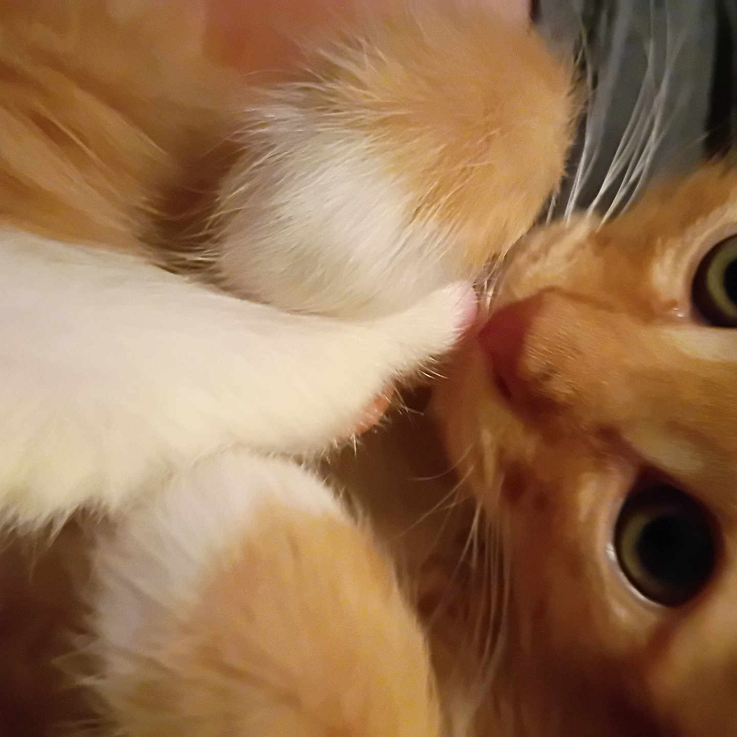 Nugget
