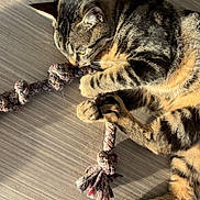 Mia participe au concours pour gagner de l'argent avec cette photo : cat, tabby_cat, rope_toy, playing, pet, indoor, sunlight, wooden_floor, animal, feline, fur, paw, whiskers, close_up, laying_down, striped, cute, domestic_animal, young_cat, relaxed