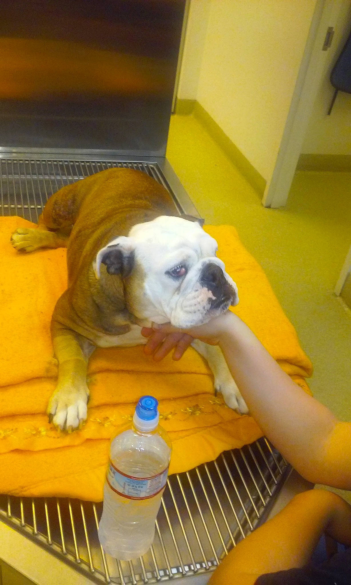 Harley Quinn Snarf Snarf