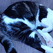 Morty joined the competition — help win amazing prizes! cat, sleeping, paw, fur, black_and_white, armchair, cozy, resting, pet, indoor, cute, animal, whiskers, relaxation, napping, feline, soft, claws, comfort, domestic