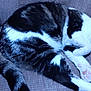 cat, sleeping, paw, fur, black_and_white, armchair, cozy, resting, pet, indoor, cute, animal, whiskers, relaxation, napping, feline, soft, claws, comfort, domestic