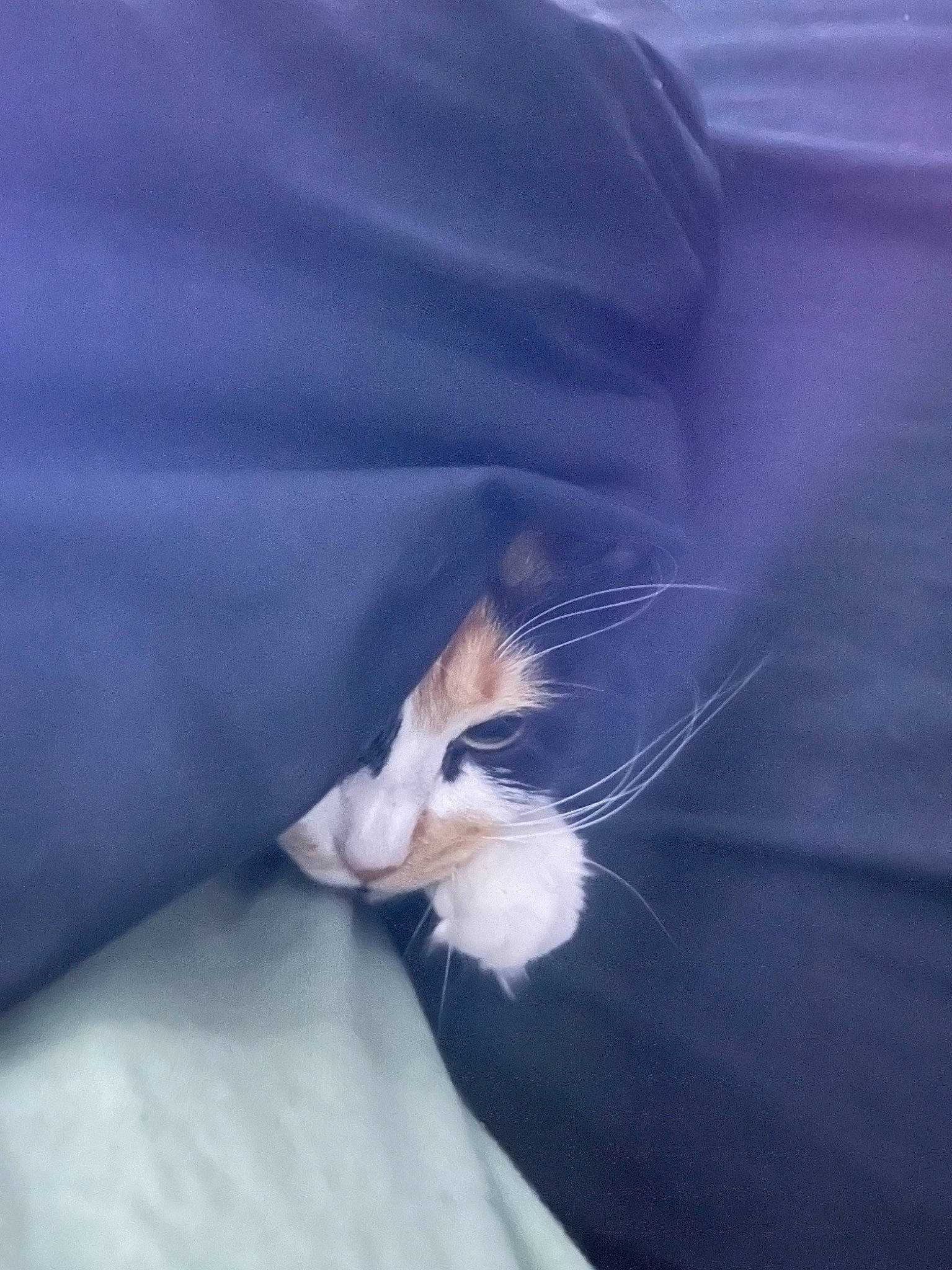 Carina joined the competition — help win amazing prizes! carnivore, cat, cloud, comfort, electric_blue, feather, felidae, fur, grass, human_leg, linens, macro_photography, paw, sky, small_to_medium_sized_cats, tail, whiskers, wing