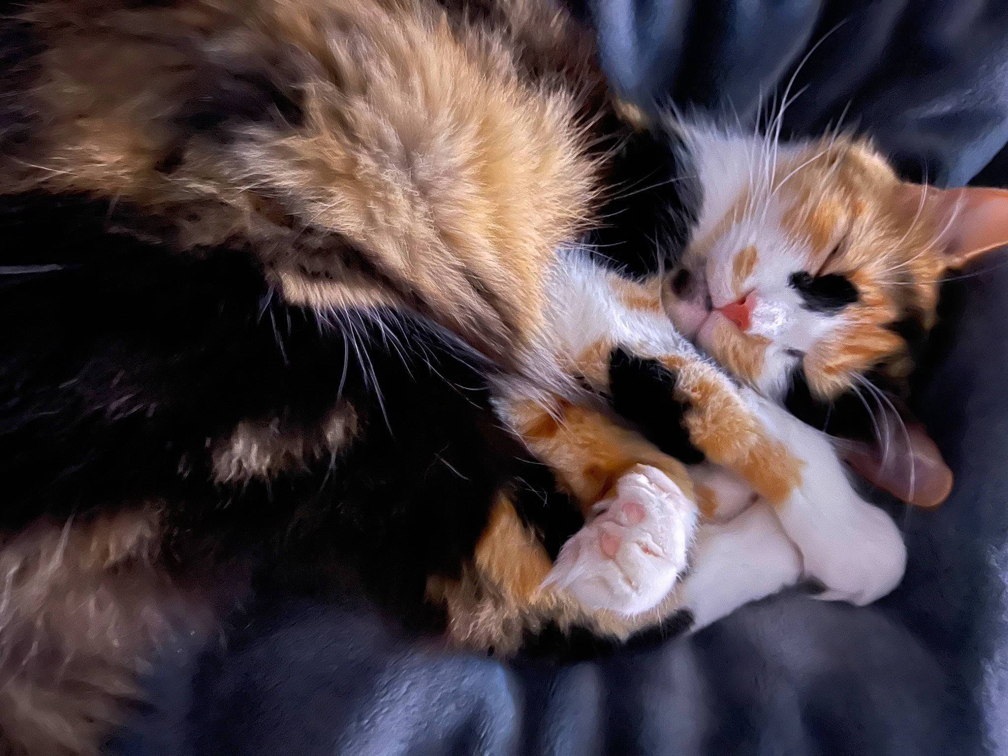 Carina joined the competition — help win amazing prizes! carnivore, cat, claw, comfort, domestic_short_haired_cat, electric_blue, fawn, felidae, foot, fur, gesture, human_leg, nap, paw, sleep, small_to_medium_sized_cats, snout, tail, whiskers, wildlife