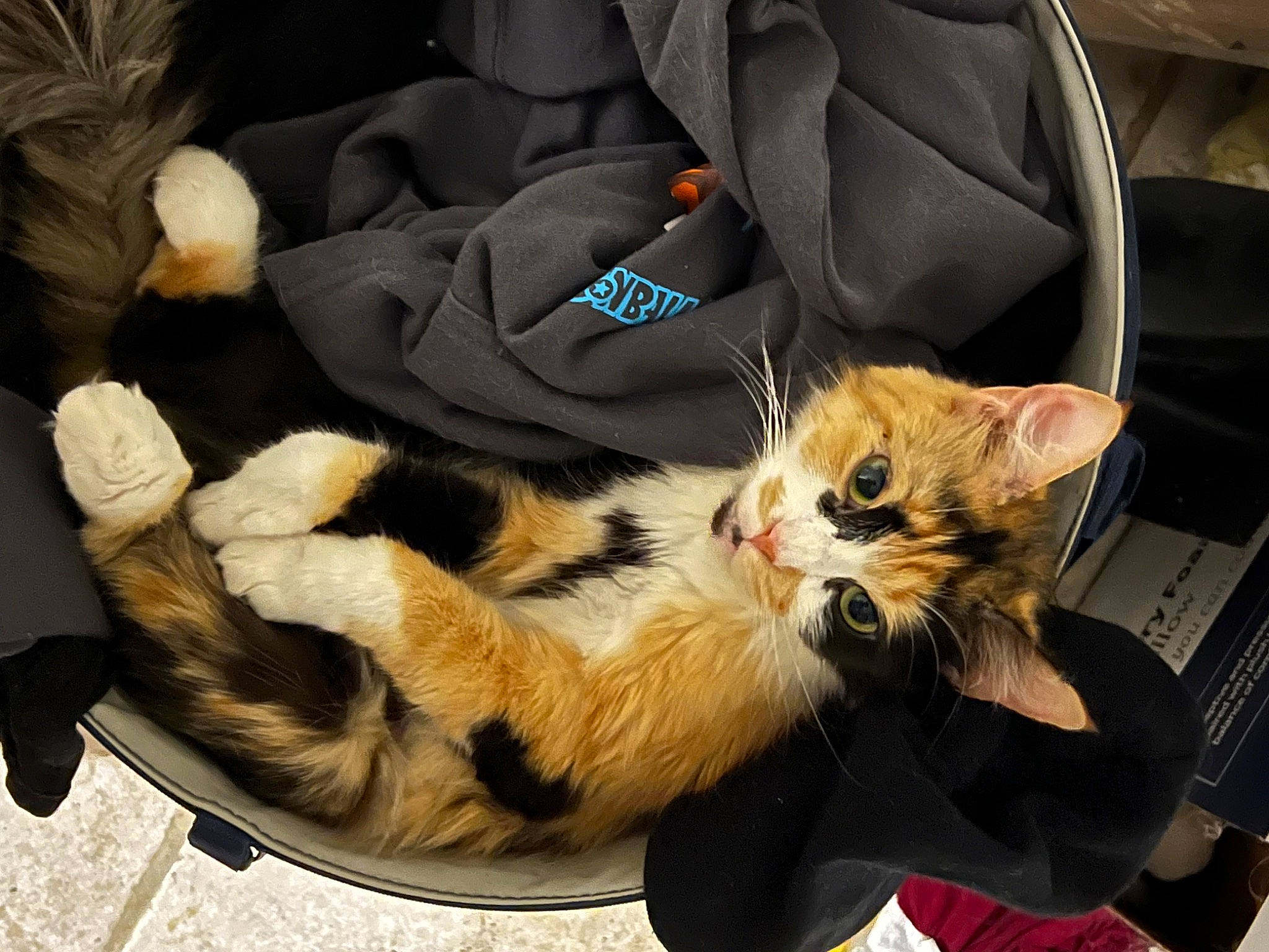 Carina is registered to the contest to win money with this photo: auto_part, bag, baggage, box, car_seat, carnivore, cat, claw, comfort, domestic_short_haired_cat, fawn, felidae, fur, lap, luggage_and_bags, paw, sitting, small_to_medium_sized_cats, tail, whiskers