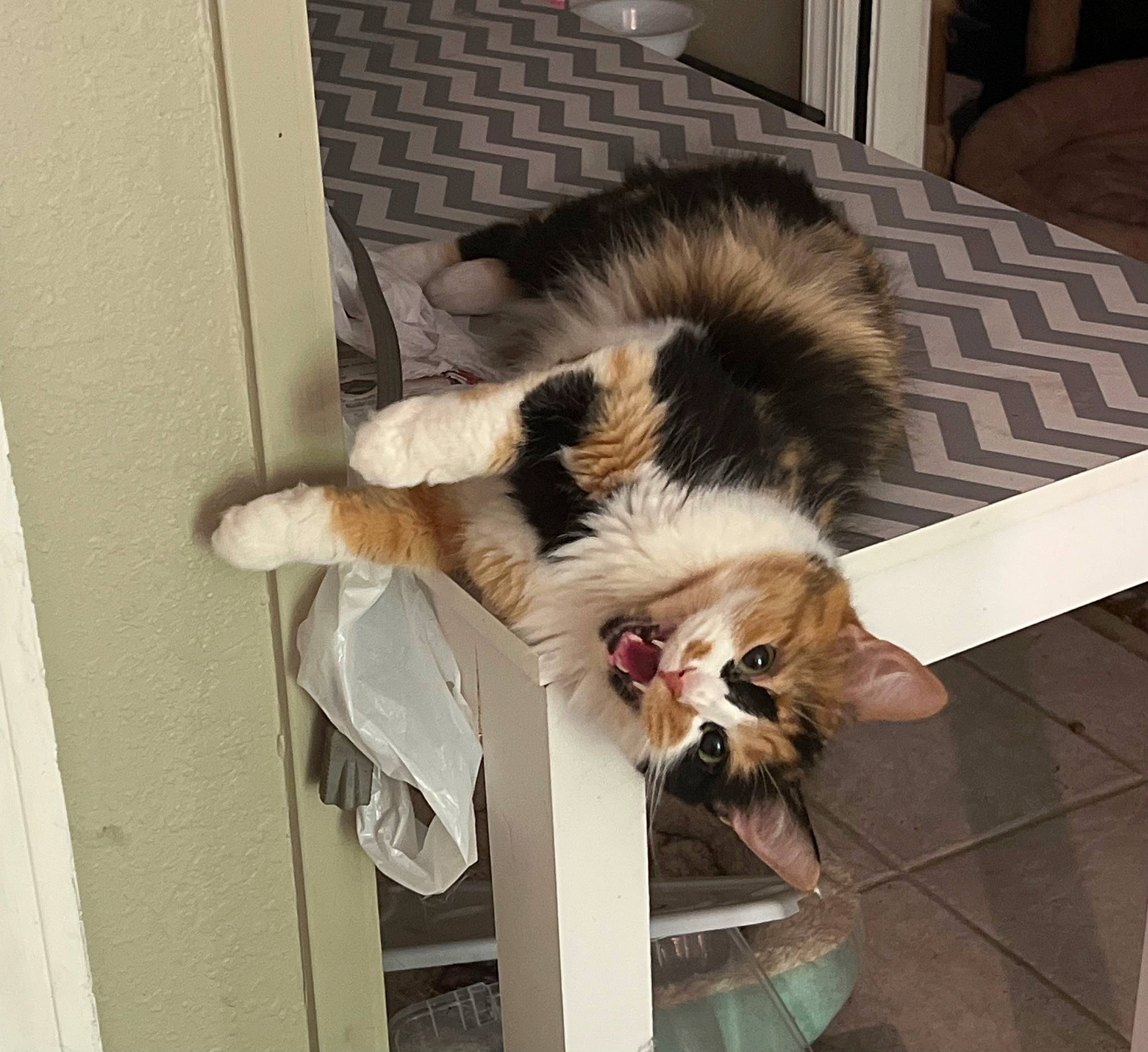 Carina joined the competition — help win amazing prizes! canidae, carnivore, cat, claw, companion_dog, dog_breed, domestic_short_haired_cat, fawn, felidae, flooring, fur, paw, plant, small_to_medium_sized_cats, snout, sporting_group, tail, terrestrial_animal, whiskers, wood