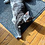 cat, grey_cat, white_paws, indoor, mat, shoe, wooden_floor, sunlight, shadow, pet, feline, curious, relaxed, animal, domestic, flooring, collar, whiskers, playful, resting