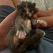 Cosmo is registered to the contest to win money with this photo: kitten, cat, baby_animal, hand, paws, fur, pet, cute, indoor, person, legs, shorts, resting, soft, animal, small, closeup, domestic_animal, young, holding