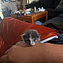 kitten, cat, pet, animal, hand, arm, red_blanket, couch, table, indoor, furniture, cozy, fur, small, cute, domestic, resting, living_room, blur, person