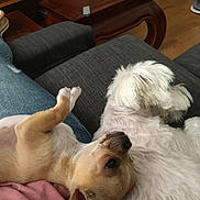 Hercule a rejoint le concours — aidez-le/la à gagner de superbes lots ! dog, couch, living_room, pet, relaxing, fur, canine, indoor, resting, brown_dog, white_dog, furniture, wood_floor, person, jeans, pink_shirt, table, remote_control, shelf, toy_figure