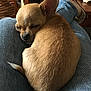 chihuahua, dog, sleeping, lap, denim, jeans, indoor, pet, animal, cozy, resting, small_dog, ears, tail, furry, cute, relaxing, home, person, footwear