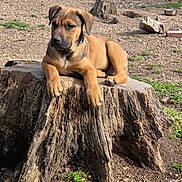 King is registered to the contest to win money with this photo: puppy, dog, tree_stump, outdoor, yard, sunlight, grass, dirt, canine, pet, animal, brown_fur, nature, relaxed, young_dog, backyard, summer, resting, collar, cute