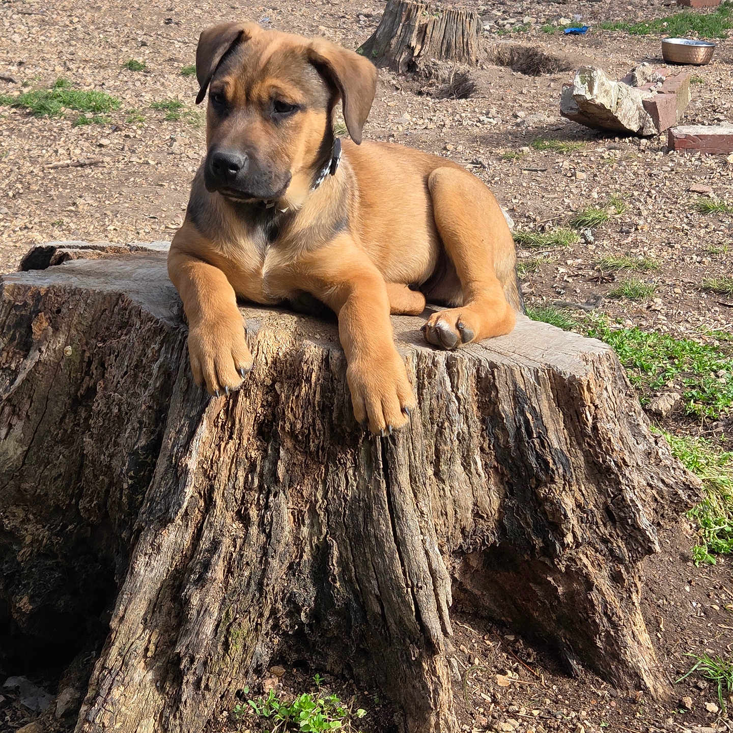 King is registered to the contest to win money with this photo: puppy, dog, tree_stump, outdoor, yard, sunlight, grass, dirt, canine, pet, animal, brown_fur, nature, relaxed, young_dog, backyard, summer, resting, collar, cute