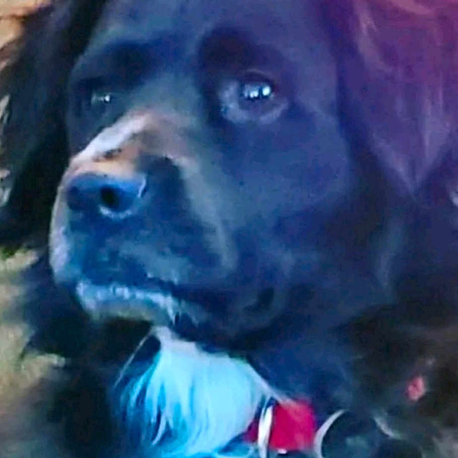 Bailey joined the competition — help win amazing prizes! animal, black_dog, blurry_background, canine, close_up, collar, companion, cute, dog, domestic_animal, face, fur, furry, indoor, looking_away, mammal, nose, pet, portrait, white_chest