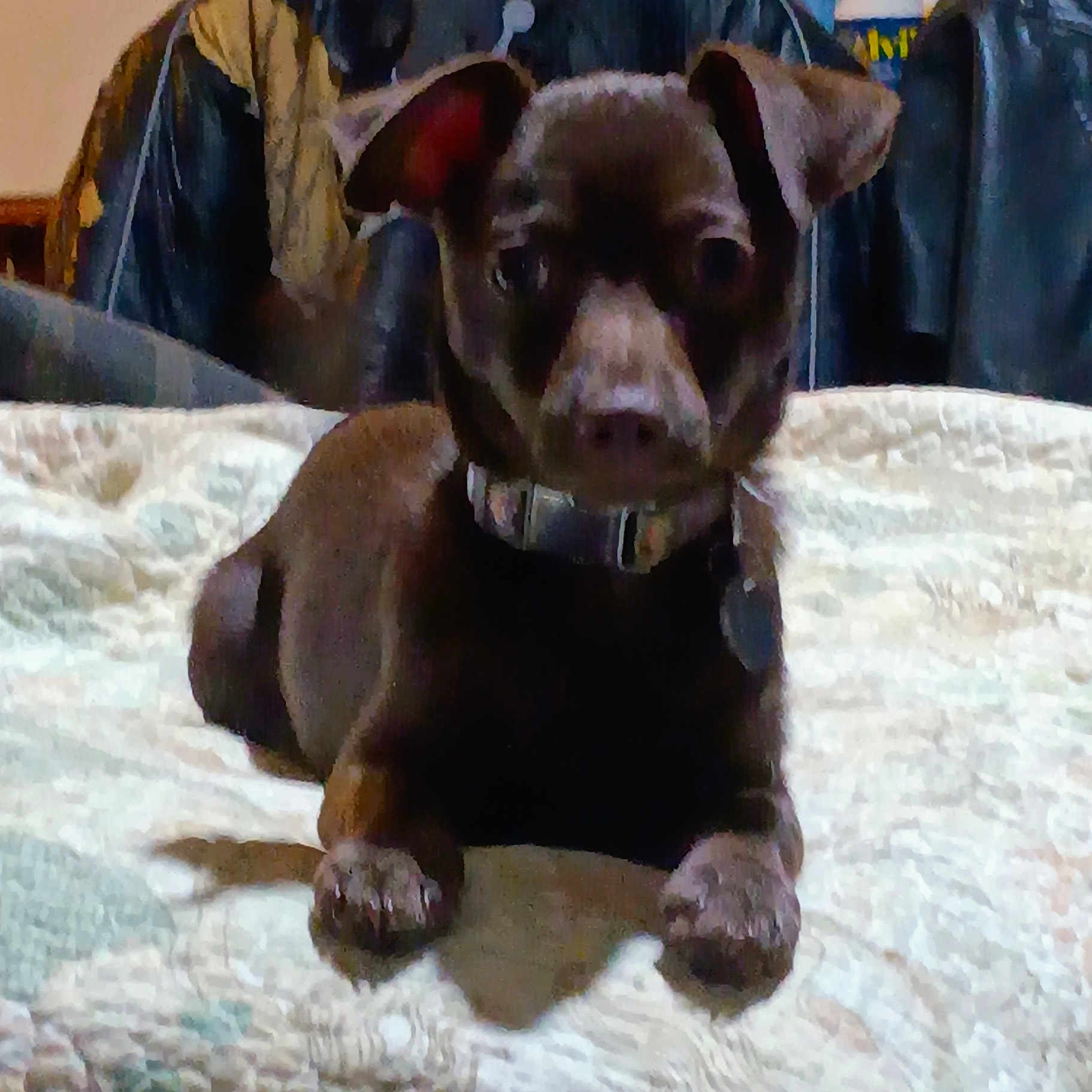Rocky is registered to the contest to win money with this photo: animal, bulldog, canine, chair, chihuahua, couch, cushion, dog, frenchbulldog, furniture, head, hound, labradorretriever, person, pet, pitbull, pointer, puppy, snout, terrier