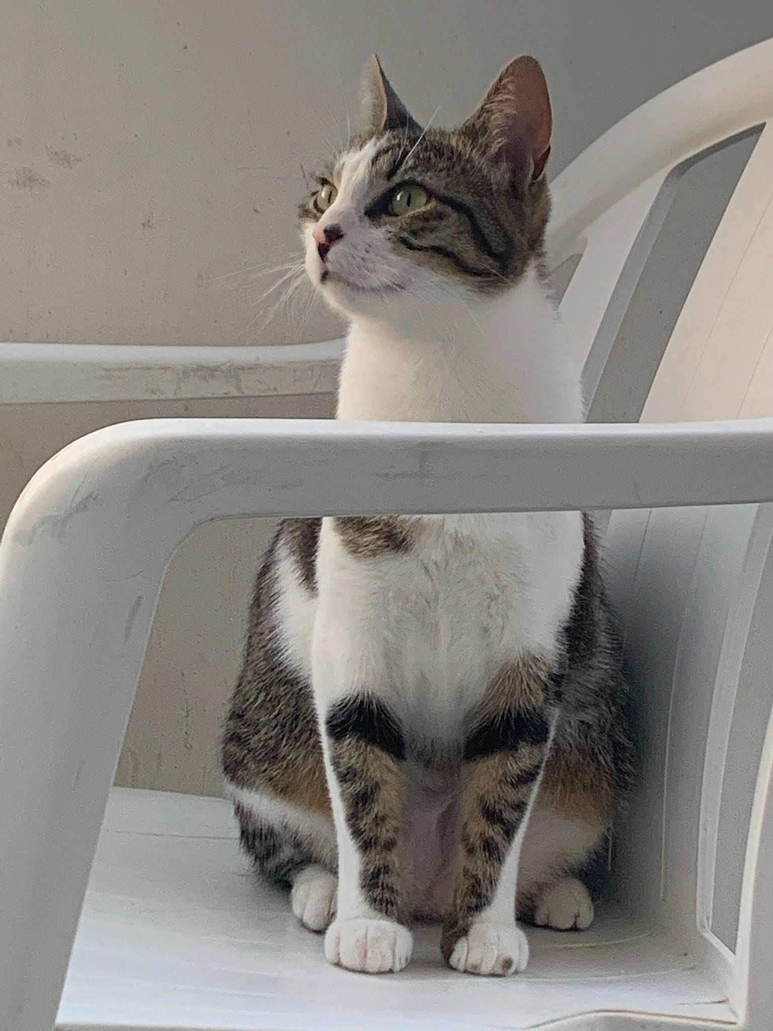 Kalinka participe au concours pour gagner de l'argent avec cette photo : art, carnivore, cat, cat_supply, comfort, domestic_short_haired_cat, felidae, fur, grey, paw, pet_supply, sitting, small_to_medium_sized_cats, snout, tail, terrestrial_animal, vertebrate, whiskers, window