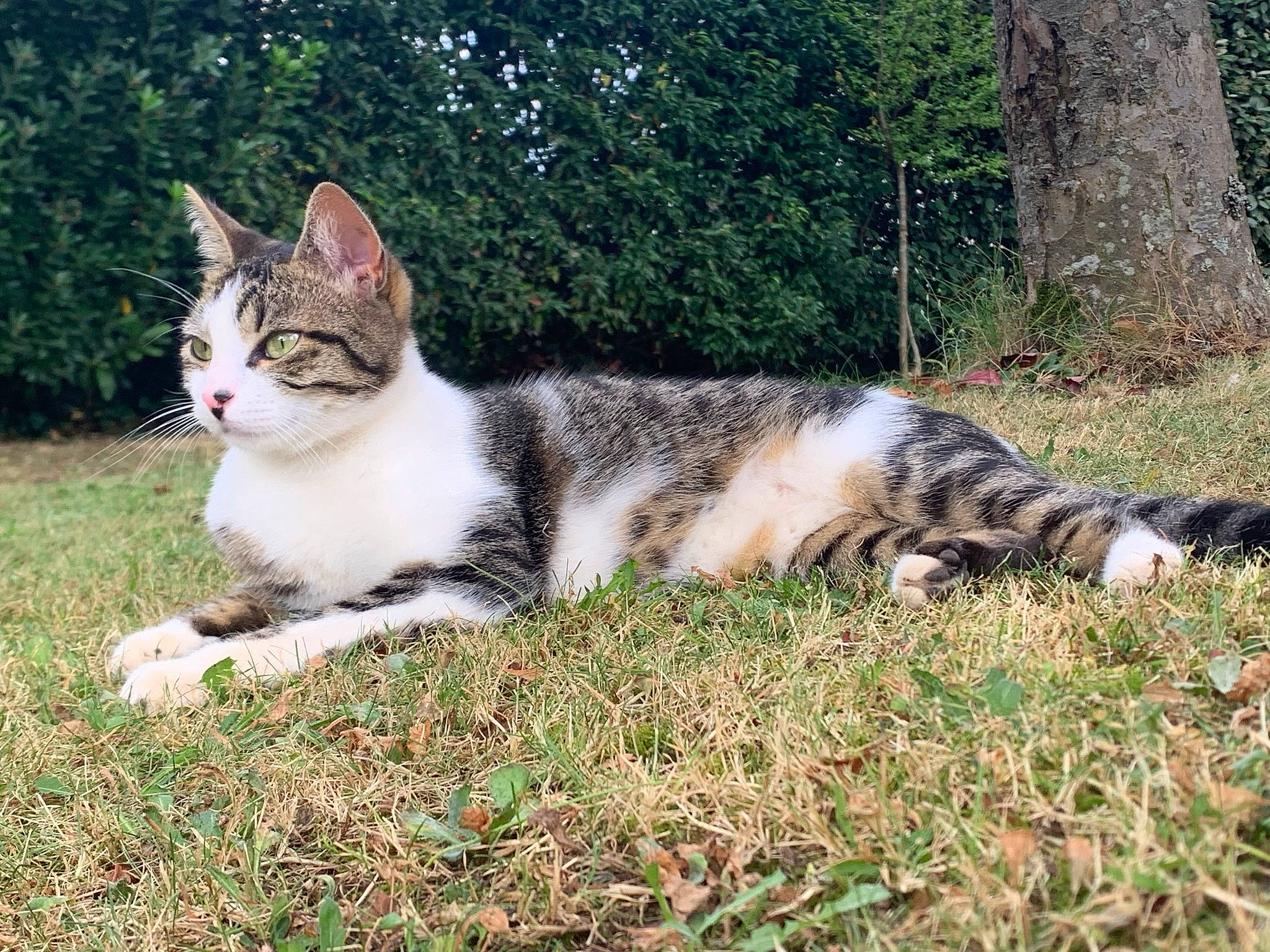 Kalinka a rejoint le concours — aidez-le/la à gagner de superbes lots ! carnivore, cat, claw, domestic_short_haired_cat, fawn, felidae, fur, garden, grass, groundcover, paw, plant, sitting, small_to_medium_sized_cats, tail, terrestrial_animal, tree, whiskers, wildlife, window