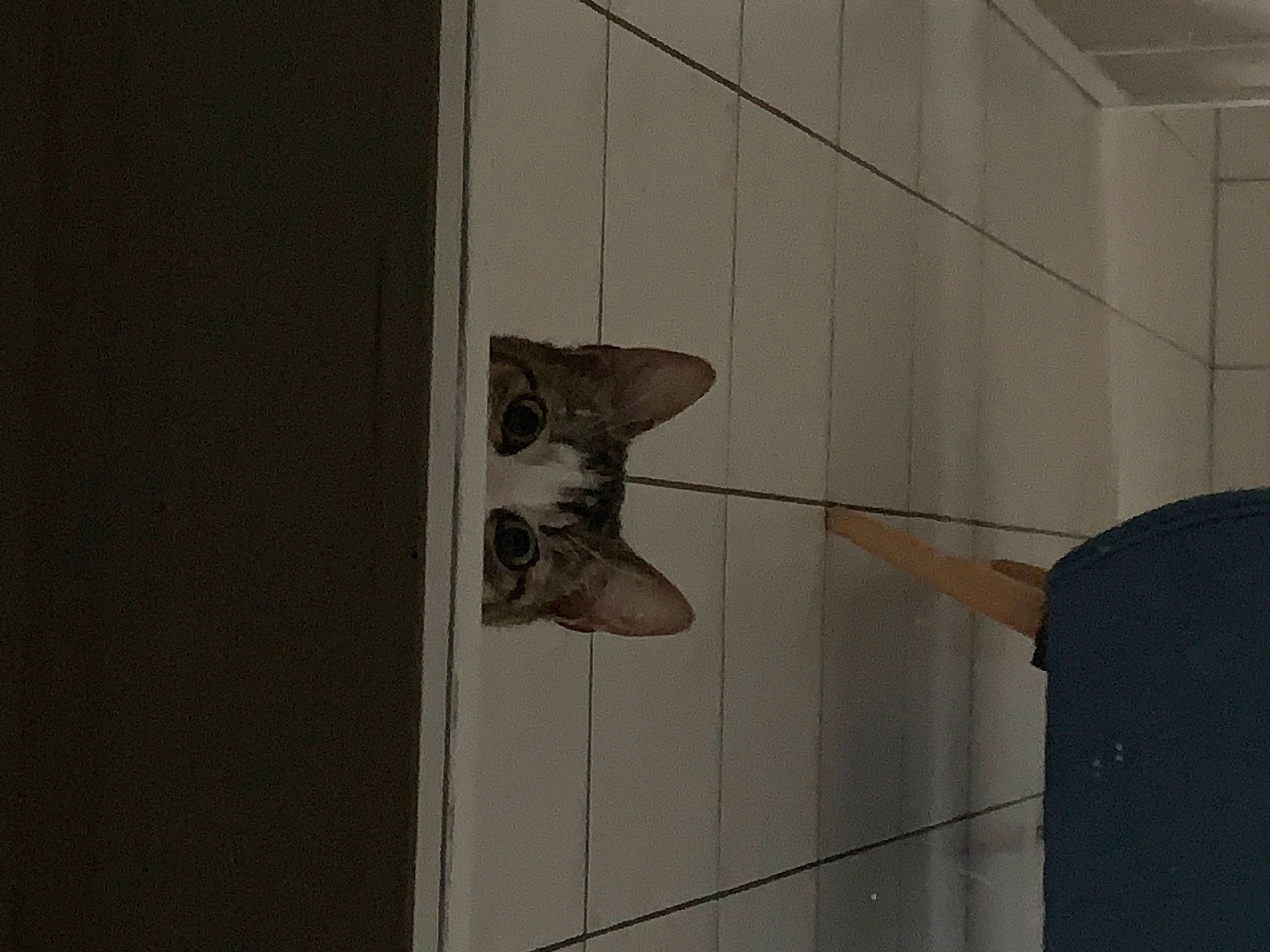 Kalinka a rejoint le concours — aidez-le/la à gagner de superbes lots ! art, building, cat, ceiling, concrete, door_handle, facade, felidae, flooring, glass, grey, metal, plaster, shadow, small_to_medium_sized_cats, snout, tail, visual_arts, wing, wood