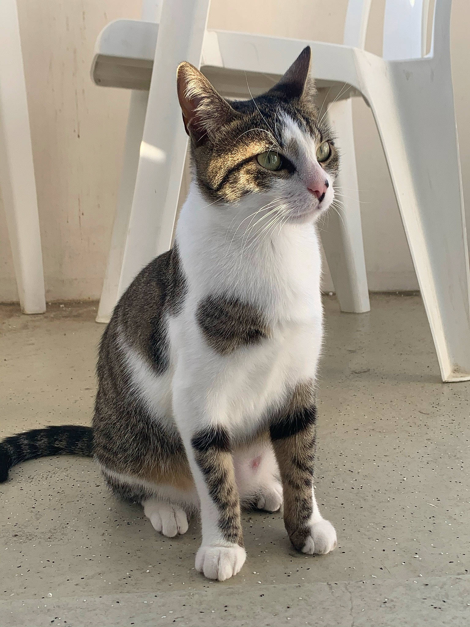 Kalinka participe au concours pour gagner de l'argent avec cette photo : asphalt, carnivore, cat, domestic_short_haired_cat, eye, felidae, flooring, foot, fur, grey, head, paw, road_surface, sitting, small_to_medium_sized_cats, snout, tail, terrestrial_animal, whiskers, window