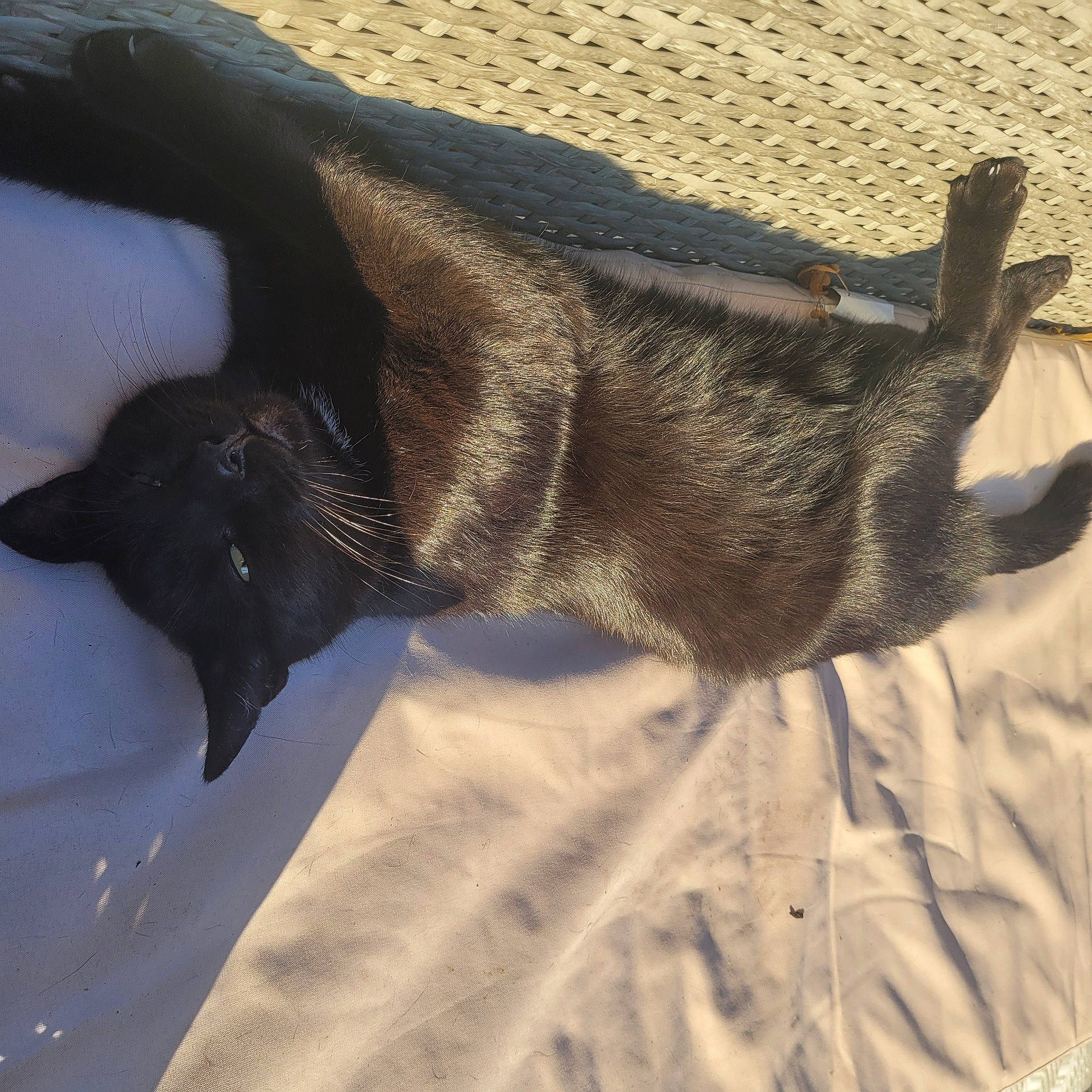 Sky is registered to the contest to win money with this photo: canidae, carnivore, cat, claw, comfort, dog_breed, domestic_short_haired_cat, felidae, fur, linens, paw, shadow, small_to_medium_sized_cats, snout, sporting_group, tail, terrestrial_animal, tints_and_shades, whiskers, working_animal