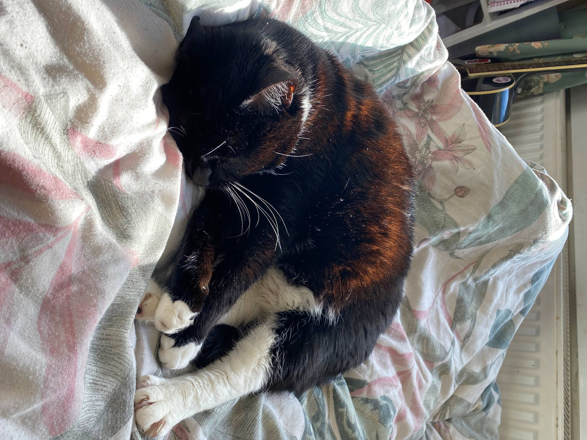 Alex joined the competition — help win amazing prizes! black_cat, bombay, carnivore, cat, claw, comfort, domestic_short_haired_cat, felidae, fur, linens, nap, paw, small_to_medium_sized_cats, snout, tail, whiskers