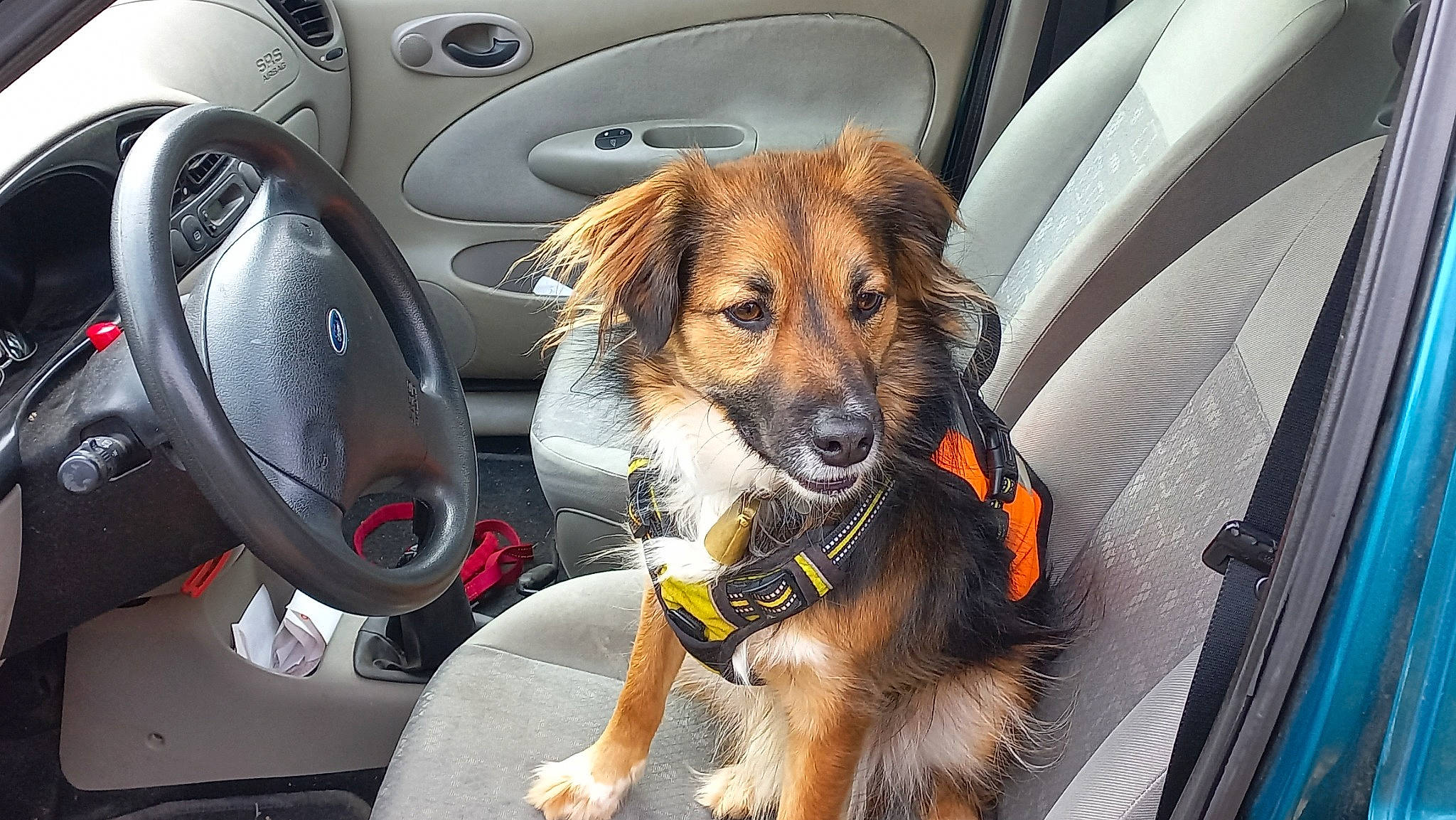 Pin'S participe au concours pour gagner de l'argent avec cette photo : automotive_design, automotive_exterior, automotive_lighting, automotive_mirror, car, car_seat_cover, carnivore, collar, companion_dog, dog, dog_breed, fawn, hood, land_vehicle, motor_vehicle, personal_luxury_car, snout, steering_wheel, vehicle, vehicle_door