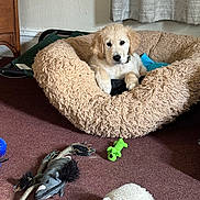 Archie joined the competition — help win amazing prizes! puppy, dog, golden_retriever, dog_bed, plush, toy, carpet, indoor, pet, cute, curious, fur, animal, relaxing, cozy, home, playful, small, young, comfortable