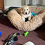 puppy, dog, golden_retriever, dog_bed, plush, toy, carpet, indoor, pet, cute, curious, fur, animal, relaxing, cozy, home, playful, small, young, comfortable