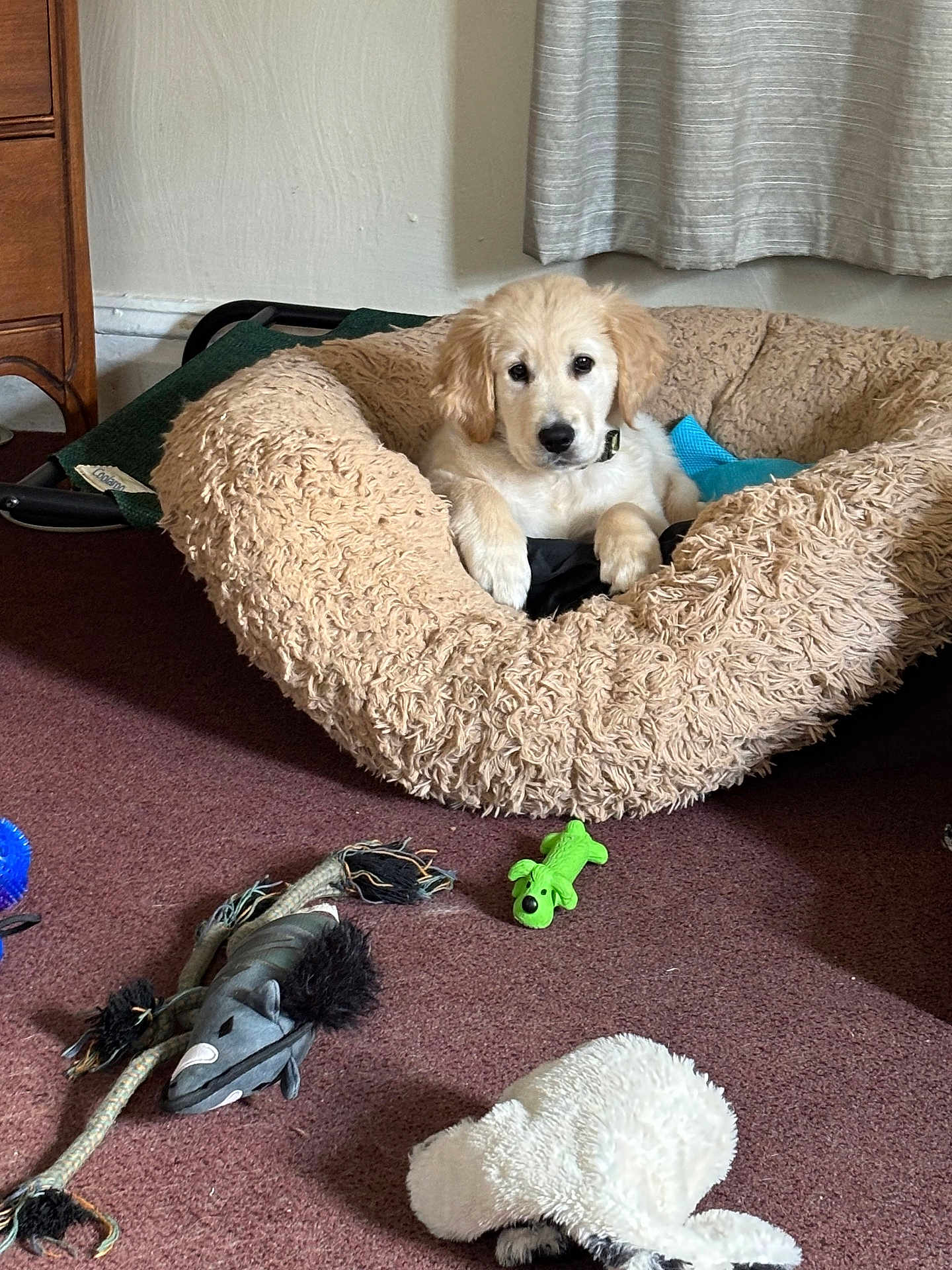 Archie