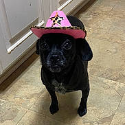 Pyper is registered to the contest to win money with this photo: dog, black_dog, cowboy_hat, pink_hat, pet, indoor, kitchen, floor, tile_floor, looking_up, animal, cute, small_dog, canine, hat, costume, domestic_animal, companion, portrait, standing