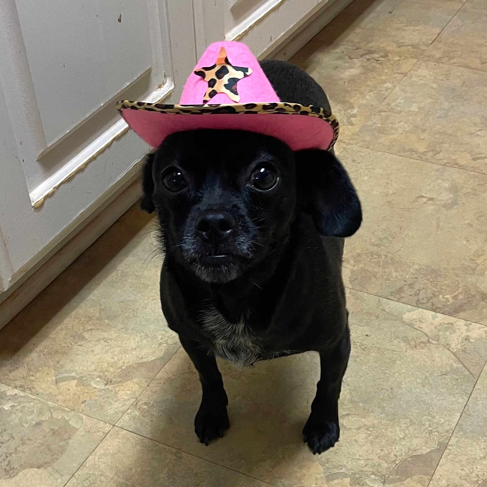 Pyper is registered to the contest to win money with this photo: animal, black_dog, canine, companion, costume, cowboy_hat, cute, dog, domestic_animal, floor, hat, indoor, kitchen, looking_up, pet, pink_hat, portrait, small_dog, standing, tile_floor