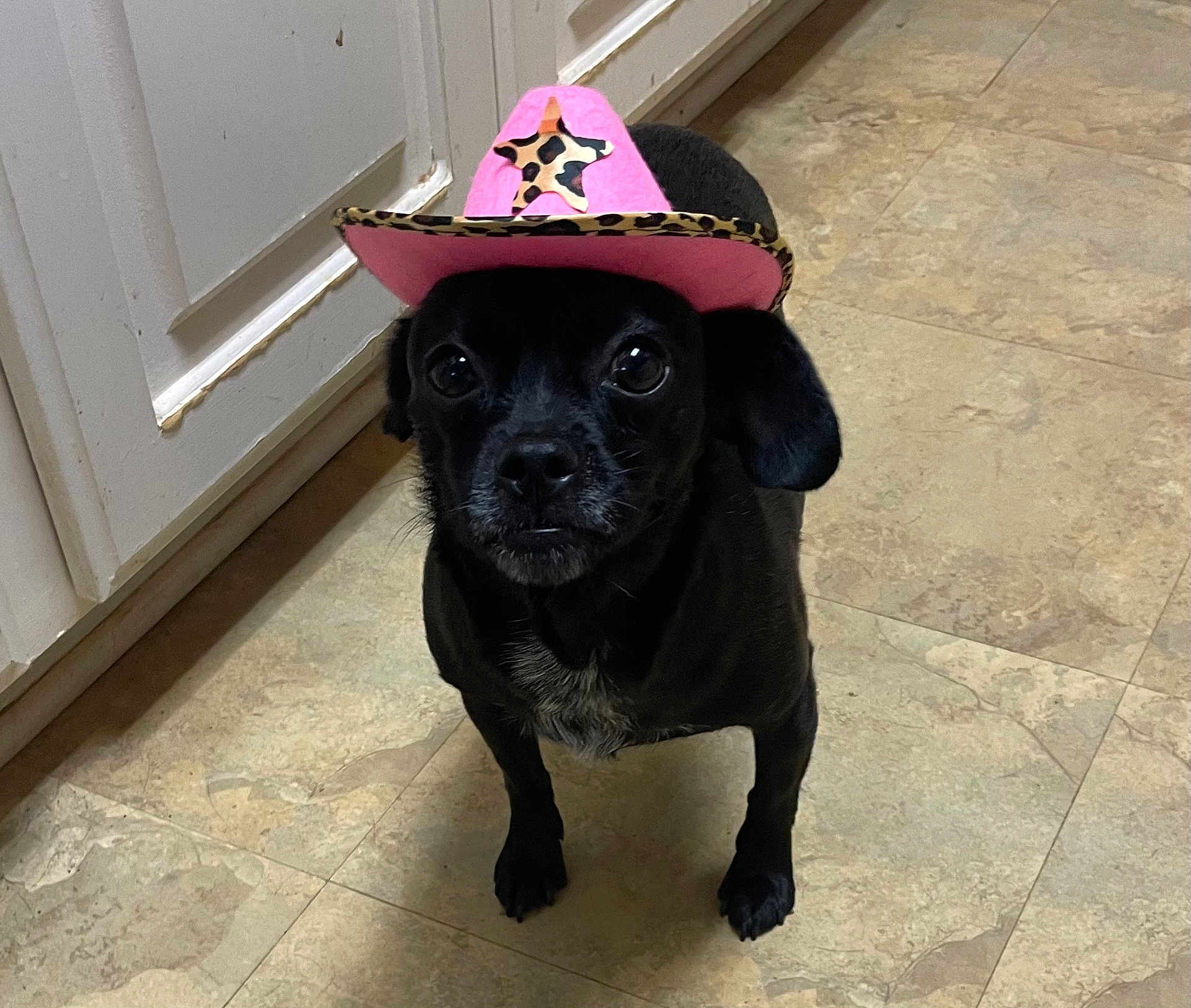 Pyper is registered to the contest to win money with this photo: dog, black_dog, cowboy_hat, pink_hat, pet, indoor, kitchen, floor, tile_floor, looking_up, animal, cute, small_dog, canine, hat, costume, domestic_animal, companion, portrait, standing
