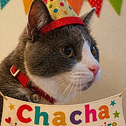 Chacha participe au concours pour gagner de l'argent avec cette photo : cat, gray_cat, white_cat, party_hat, birthday, celebration, colorful_banner, red_collar, close_up, pet, animal, festive, indoor, portrait, cute, whiskers, ears, pink_nose, birthday_party, decorations