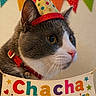cat, gray_cat, white_cat, party_hat, birthday, celebration, colorful_banner, red_collar, close_up, pet, animal, festive, indoor, portrait, cute, whiskers, ears, pink_nose, birthday_party, decorations