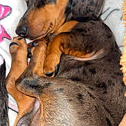 Boots joined the competition — help win amazing prizes! puppy, dog, sleeping, curled_up, blanket, cozy, cute, fur, paw, snout, ears, resting, pet, domestic_animal, animal, young_dog, brown, black_spots, soft, indoors