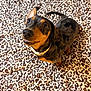 Boots joined the competition — help win amazing prizes! dog, dachshund, pet, animal, blanket, leopard_print, indoor, cute, collar, fur, brown, black, small_dog, looking_up, companion, friendly, domestic, mammal, snout, ears