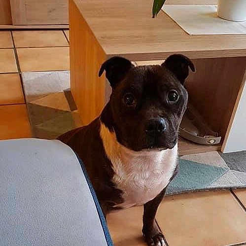 Lili a rejoint le concours — aidez-le/la à gagner de superbes lots ! canidae, carnivore, collar, companion_dog, dog, dog_breed, dog_collar, fawn, flooring, hardwood, houseplant, non_sporting_group, pet_supply, snout, sporting_group, terrestrial_animal, toy_dog, whiskers, wood, working_animal