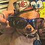 Aries is registered to the contest to win money with this photo: accessory, animal, background, brown, cartoon, closeup, collar, cute, dog, fashion, hand, hat, indoor, person, pet, portrait, ring, small_dog, sunglasses, tag