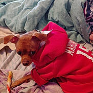 Aries is registered to the contest to win money with this photo: dog, pet, hoodie, red_clothing, blanket, bed, chew_stick, small_dog, brown_dog, indoor, cozy, animal, lying_down, looking_away, fabric, comfort, cute, domestic_animal, resting, toy