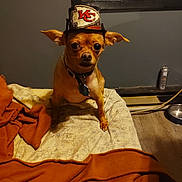 Aries joined the competition — help win amazing prizes! blanket, bowl, can, chihuahua, collar, cute, dog, dog_tag, floor, gray_wall, hat, indoor, looking, orange_blanket, pet, sitting, small_dog, window, window_blind, wood_floor