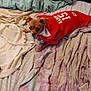 Aries joined the competition — help win amazing prizes! dog, small_dog, red_sweater, bed, blankets, sheets, indoor, pet, fur, curious, brown_dog, textile, comfort, animal, resting, cozy, canine, looking, clothing, fabric