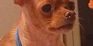 Aries is registered to the contest to win money with this photo: dog, small_dog, tan_dog, blue_collar, pet, indoor, close_up, ears, animal, canine, looking_away, portrait, domestic_animal, furry, mammal, cute, alert, companion, household_pet, friendly