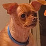 dog, small_dog, tan_dog, blue_collar, pet, indoor, close_up, ears, animal, canine, looking_away, portrait, domestic_animal, furry, mammal, cute, alert, companion, household_pet, friendly