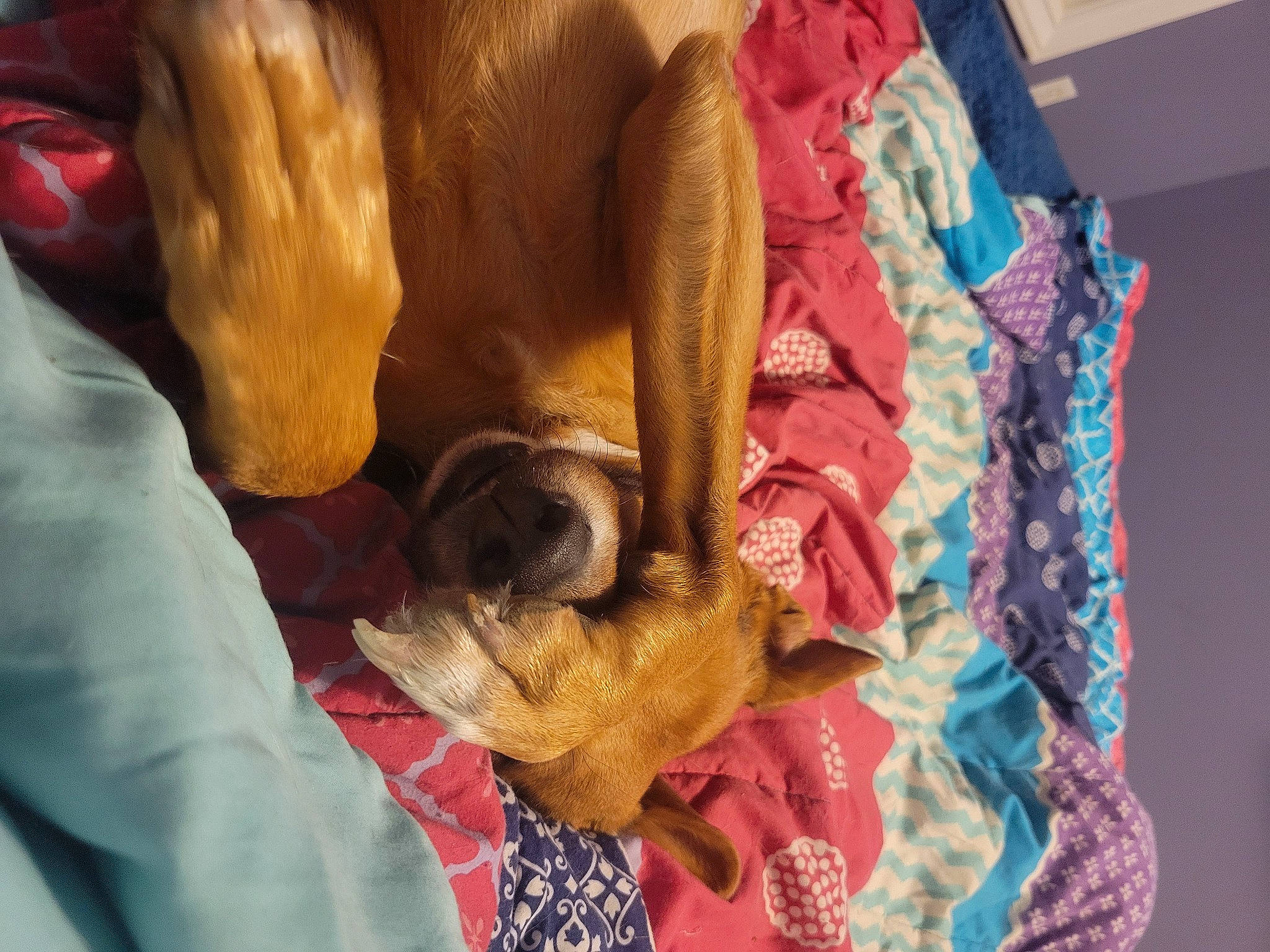 Lucy joined the competition — help win amazing prizes! art, child, comfort, dye, flesh, fur, linens, magenta, nail, pattern, peach, room, sari, thread, tradition, visual_arts, wool, woolen, wrinkle, wrist